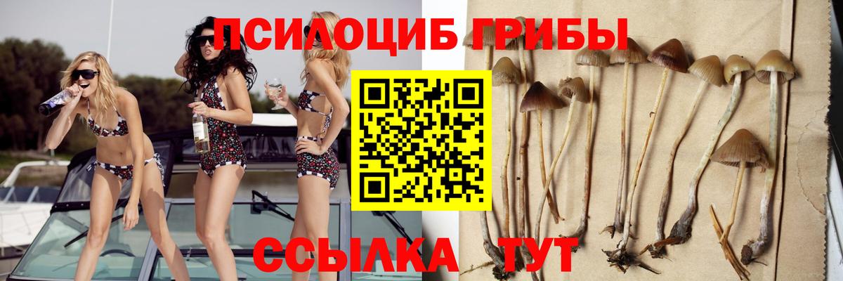 Псилоцибиновые грибы Psilocybe Каменск-Шахтинский
