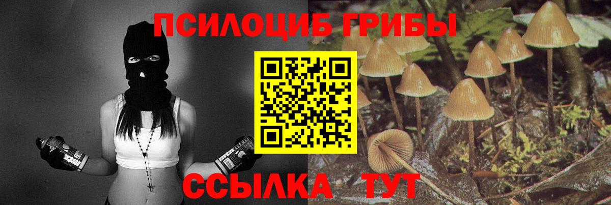 Псилоцибиновые грибы Psilocybine cubensis  Каменск-Шахтинский  Псилоцибиновые грибы мицелий 
